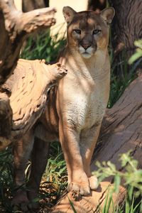 Puma looking away on tree