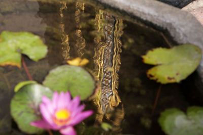 Close-up of water lily in pond