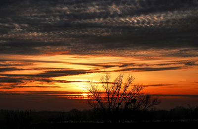 Silhouette tree against dramatic sky during sunset