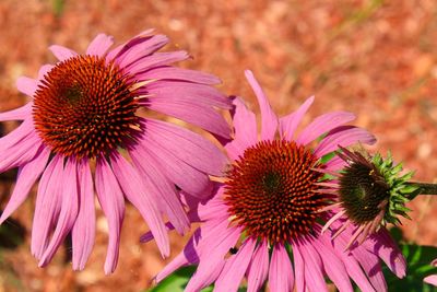 Close-up of pink flowers