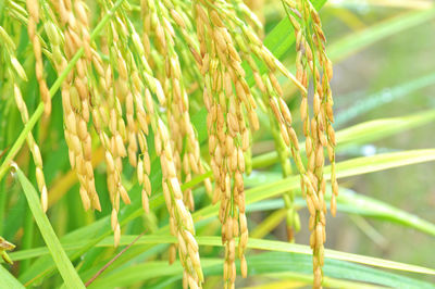 Close-up of rice crop growing on field