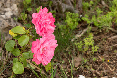 Close-up of pink rose flower