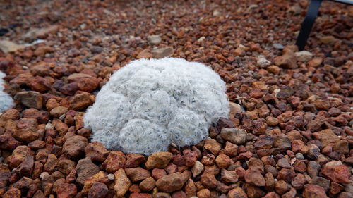 High angle view of stones on pebbles
