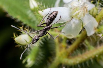 Close-up of insect on plant