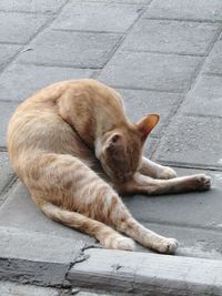 Close-up of cat sleeping on street