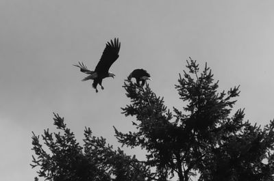 Low angle view of eagle flying against sky