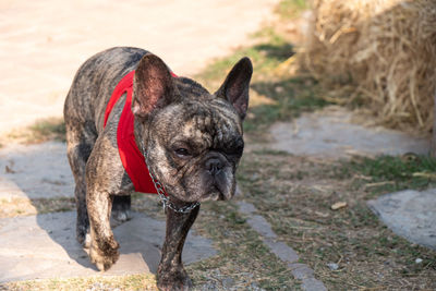 Portrait of a dog on field