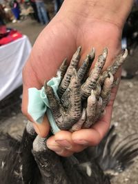 Close-up of person holding chicken feet