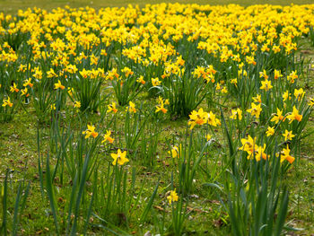 Close-up of yellow flowering plants on field