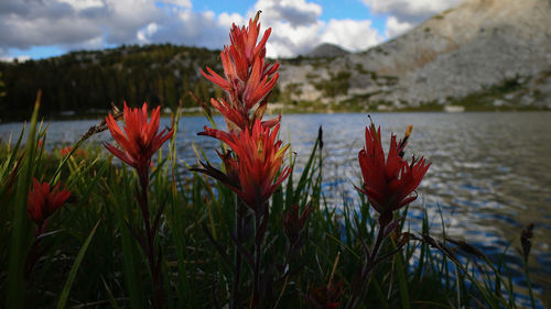 Close-up of red flowering plant against sky