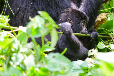 Chimpanzee infant eating amidst plants