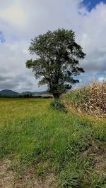 Scenic view of grassy field against sky