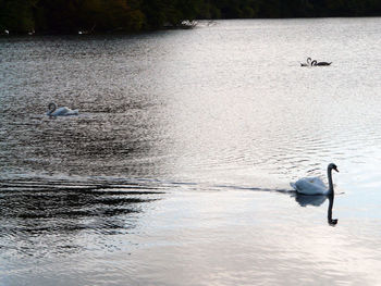 Swans swimming in lake