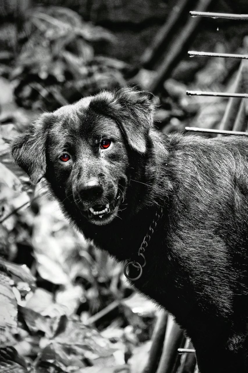 CLOSE-UP PORTRAIT OF DOG BY OUTDOORS