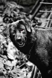 Close-up portrait of dog sticking out tongue outdoors