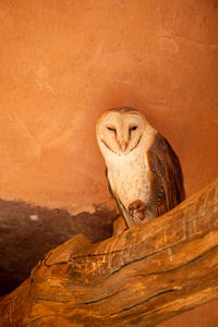 Close-up of a bird