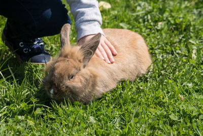 Kid with rabbit on field