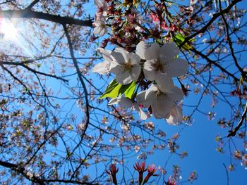 Low angle view of cherry blossoms against sky