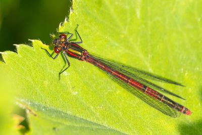 Close-up of insect on leaf