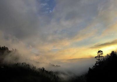 Low angle view of silhouette trees against sky at sunset