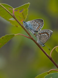 Close-up of insect perching on leaf