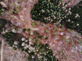 High angle view of plants growing on land
