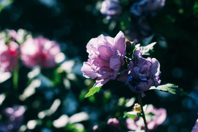 Close-up of pink flowering plant