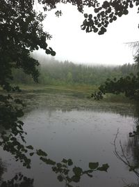 Reflection of trees in water