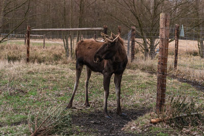 Horse standing in a field