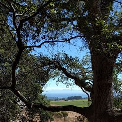 Trees by lake against sky