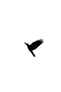 Bird flying against clear sky