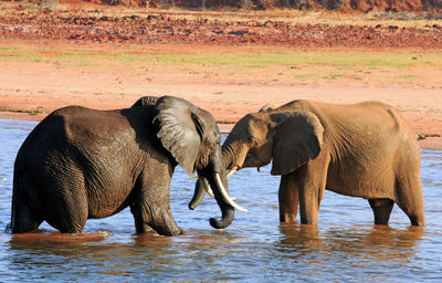 African elephants in lake