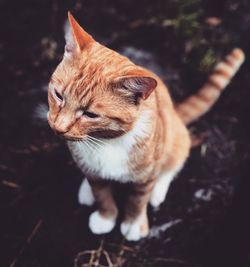 High angle view of cat