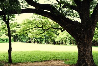 Trees on field