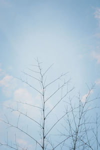 Low angle view of silhouette bare tree against sky