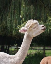 Close-up of ostrich against trees