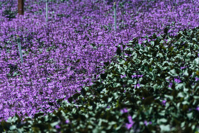 Close-up of purple lavender flowers on field