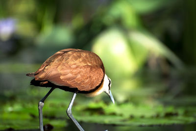 Close-up side view of a bird