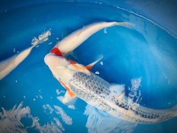 Close-up of fish swimming in sea