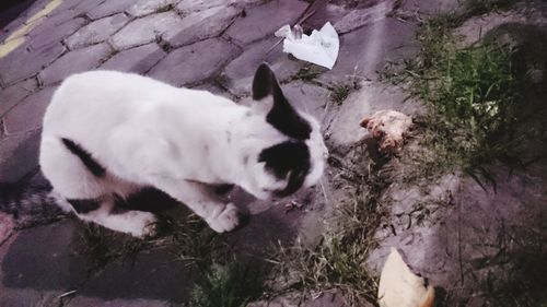 Cat sleeping on white surface