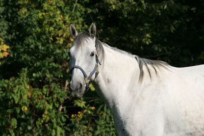 Close-up of horse standing on tree