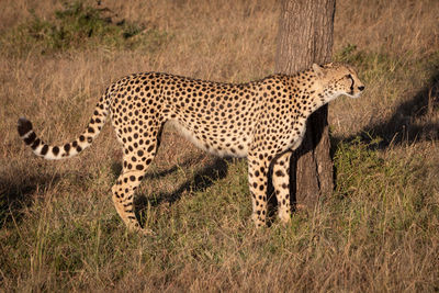 Cheetah standing on field in zoo