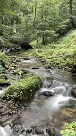 Stream flowing through rocks in forest