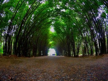 Trees on landscape