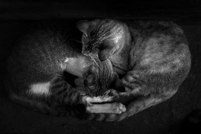 Close-up of cat sleeping