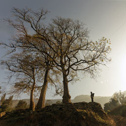 Woman standing by bare tree against clear sky