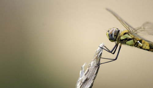 Close-up of dragonfly on dried plant