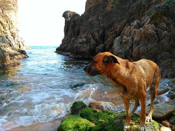 Dog on rock by sea against sky