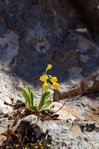 Close-up of yellow flowering plant on rock