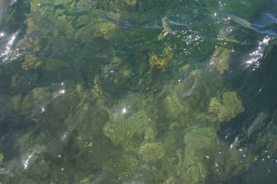 High angle view of sea and trees